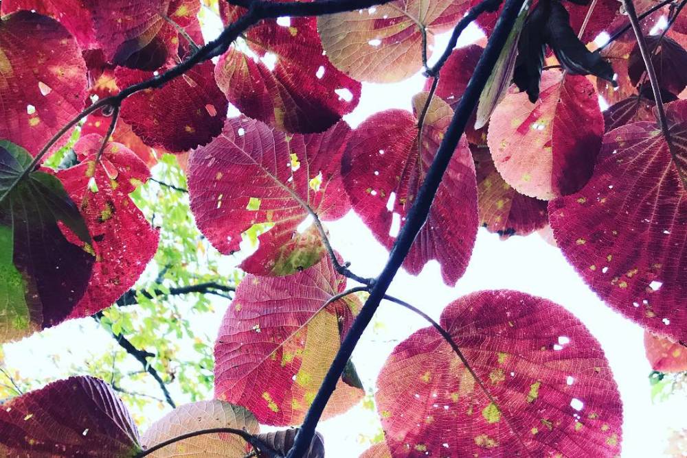 Beautiful Autumn colours in Hakuba