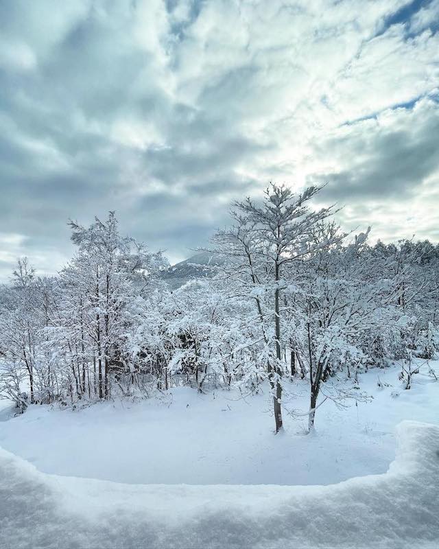 Niseko Tree Skiing