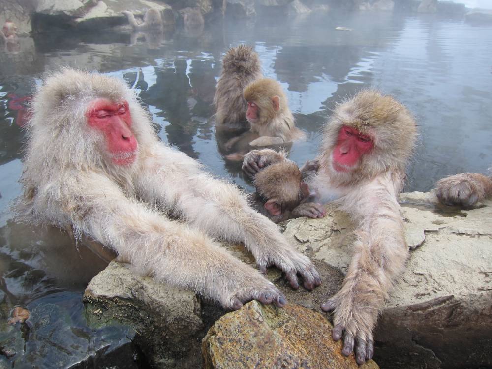 Snow Monkey Onsen Park