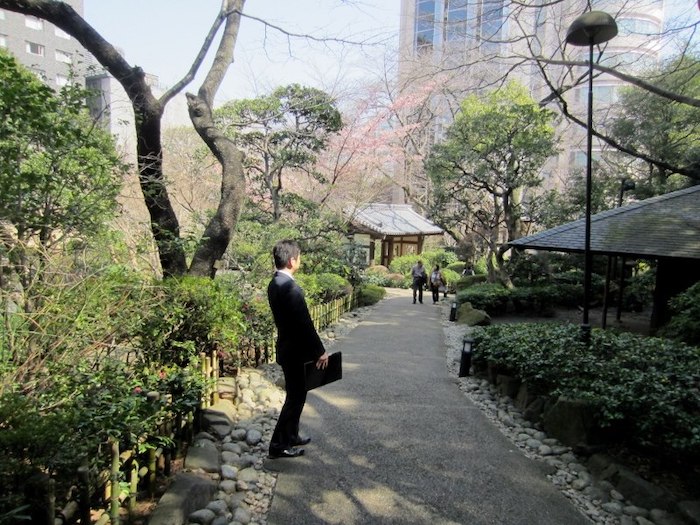 Tokyo cherry blossoms